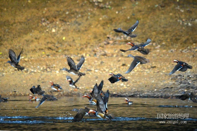 進(jìn)入初冬，大批野生鴛鴦陸續(xù)飛抵江西婺源縣賦春鎮(zhèn)鴛鴦湖越冬，小精靈們?cè)诤嫔匣蛳嗷ヒ蕾?、卿卿我我；或隨波逐流、嬉戲打鬧，悠閑自在生活在青山綠水之間，優(yōu)良的水域和豐富的湖畔闊葉林，為鴛鴦過(guò)冬提供良好生存環(huán)境，婺源鴛鴦湖已成為亞洲最大的野生鴛鴦越冬棲息地。（攝于12月4日下午）