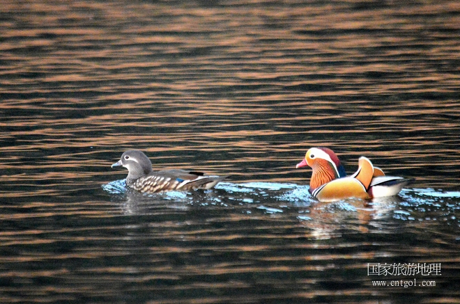 進(jìn)入初冬，大批野生鴛鴦陸續(xù)飛抵江西婺源縣賦春鎮(zhèn)鴛鴦湖越冬，小精靈們?cè)诤嫔匣蛳嗷ヒ蕾?、卿卿我我；或隨波逐流、嬉戲打鬧，悠閑自在生活在青山綠水之間，優(yōu)良的水域和豐富的湖畔闊葉林，為鴛鴦過(guò)冬提供良好生存環(huán)境，婺源鴛鴦湖已成為亞洲最大的野生鴛鴦越冬棲息地。（攝于12月4日下午）